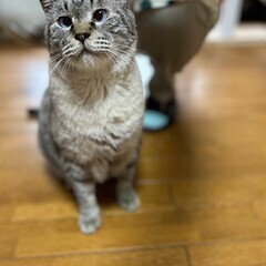 【動画あり】まるで仏様のように落ち着いた性格。ブルーアイのきれい...