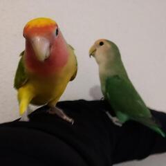 [里親決定しました] つがいのコザクラインコ2羽 - 光市