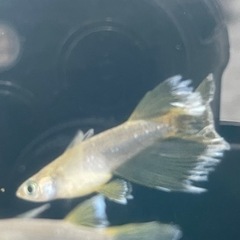 取引中　ガブリエル　善通寺めだか様個体　1ペア