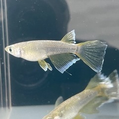 取引中　ガブリエル　善通寺めだか様個体　1ペア