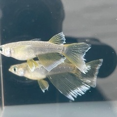 取引中　ガブリエル　善通寺めだか様個体　1ペア