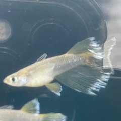 取引中　ガブリエル　善通寺めだか様個体　1ペア