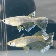 取引中　ガブリエル　善通寺めだか様個体　1ペア