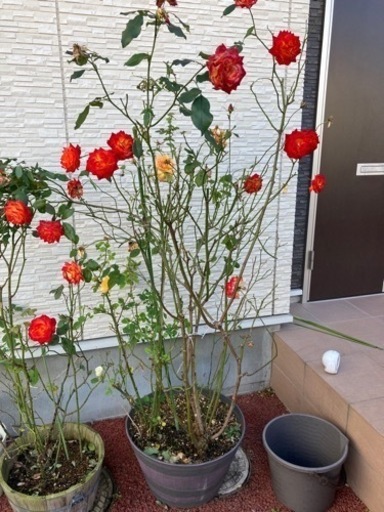 バラ鉢植え