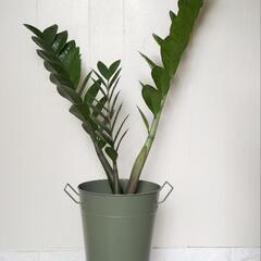 90cm（大）ザミオクルカス🌿観葉植物