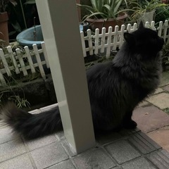 美しい黒長毛 - 猫