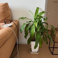 観葉植物