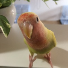 コザクラインコです。