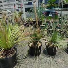 A.D.Aの水槽各種　その他