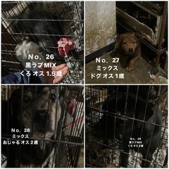 【超緊急レスキュー】無償譲渡 犬2