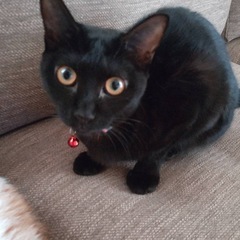 可愛い黒猫のモカちゃん - 猫