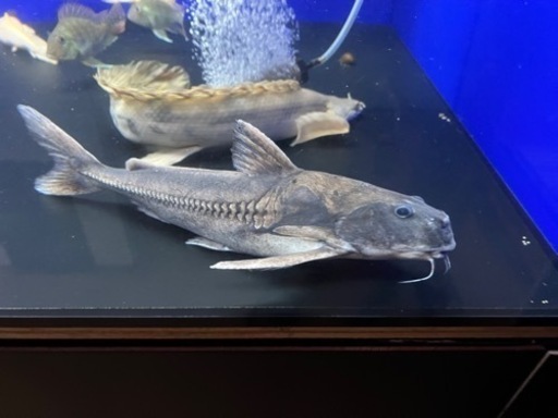 激レア　シルバードラススーパーホワイト　シングー川　約30cm