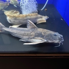激レア シルバードラススーパーホワイト シングー川 約30cm