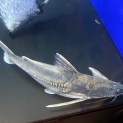 激レア シルバードラススーパーホワイト シングー川 約30cm
