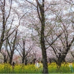 【平野神社桜まつり】出店者募集 - 京都市