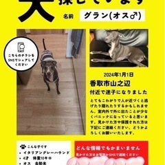 【迷子犬】千葉県香取市 犬保護していませんか？