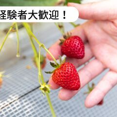 【済】香川県木田郡三木町でいちごの出荷作業のお仕事！【単発/短期...