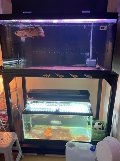 大型水槽無料　大型熱帯魚　水槽無料　生態と付属品セット価格。