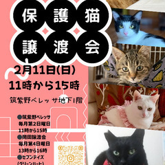 筑紫野ベレッサほごねこ譲渡会