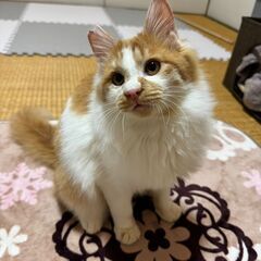 里親さん無事決定　チョロ助　猫エイズ陽性疑い