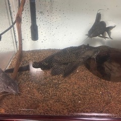 180cmアクリル水槽の買い取り（引き取り）依頼