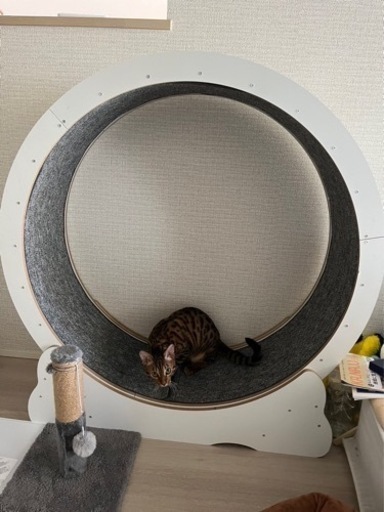キャットホイール  恐らくLサイズ