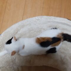 可愛い白三毛ちゃん - 猫