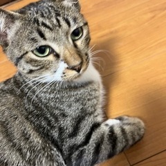 キジ白のラッキーくん - 猫