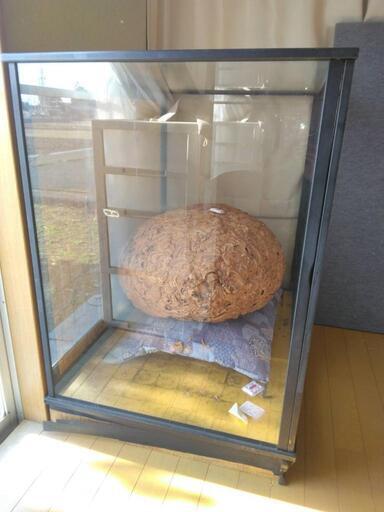 縁起物 蜂の巣 コレクション