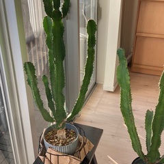 サボテン🌵