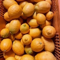 国産レモン 防カビ剤/ワックス不使用 1キロ～
