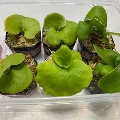 観葉植物　ビカクシダ　Cセット