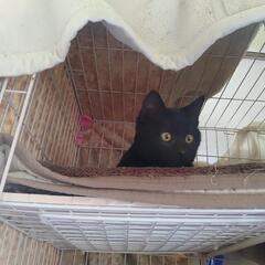 🍓懐っこい黒猫4ヶ月🍓優しい里親様募集の画像