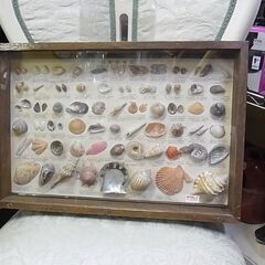 【13】貝類標本集　貝の標本　日本　二枚貝　巻き貝　食用　貝殻　