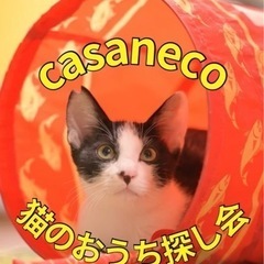 傘ねこ・Casaneco猫のおうち探し会