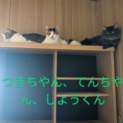 猫ちゃんの保護シェルターのお手伝い募集中