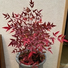 【植物】南天の木🎍縁起の良い木🎍