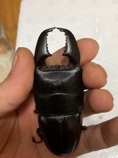 クワガタ（スマトラオオヒラタ）大型血統