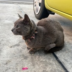 首輪付きロシアンブルーの飼い主様探してます‼️