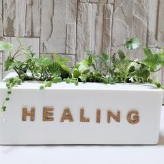 【💖Thankyou💖】癒し（HEALING）の寄植え🌿観葉植物
