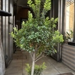 最終セール‼️鉢植え　観葉植物