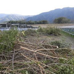 【徳島県三好市三野町です。無料です。】桑の木伐採木を差し上げます。
