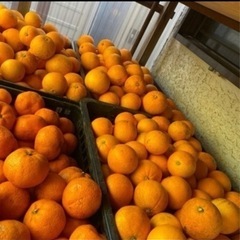 無農薬　ネーブルオレンジ　③ 有機栽培　1kg 250円　