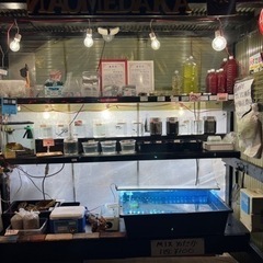 ブラックオニキス改　無人販売初登場　めだか　1ペア