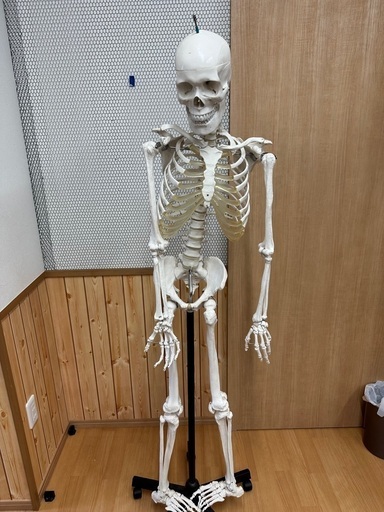 人体模型165cm程