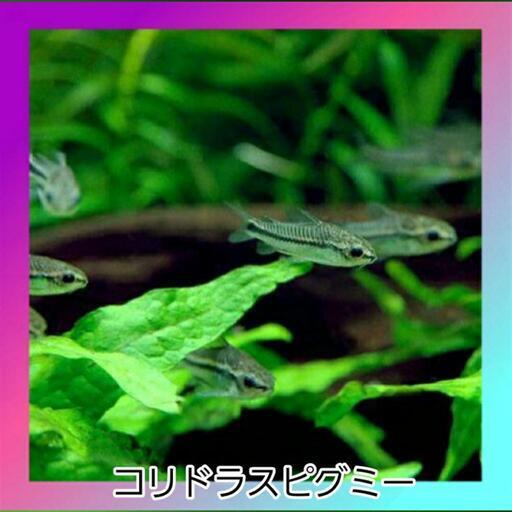 コリドラスピグミー　50匹
