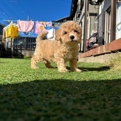 【飼い主様決まりました】ビション×トイプードルの男の子🧸