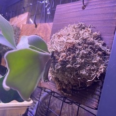 ビカクシダ　親株サイズ