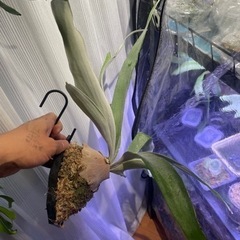 ビカクシダ　親株サイズ