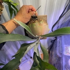 ビカクシダ　親株サイズ